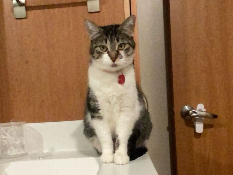 Luna primary photo