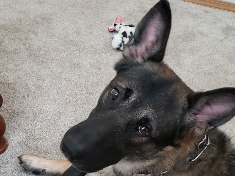 Sable German Shepherd 3 years 3 months old male large named Odin for sale in Pierce County, Washington | Petmeetly