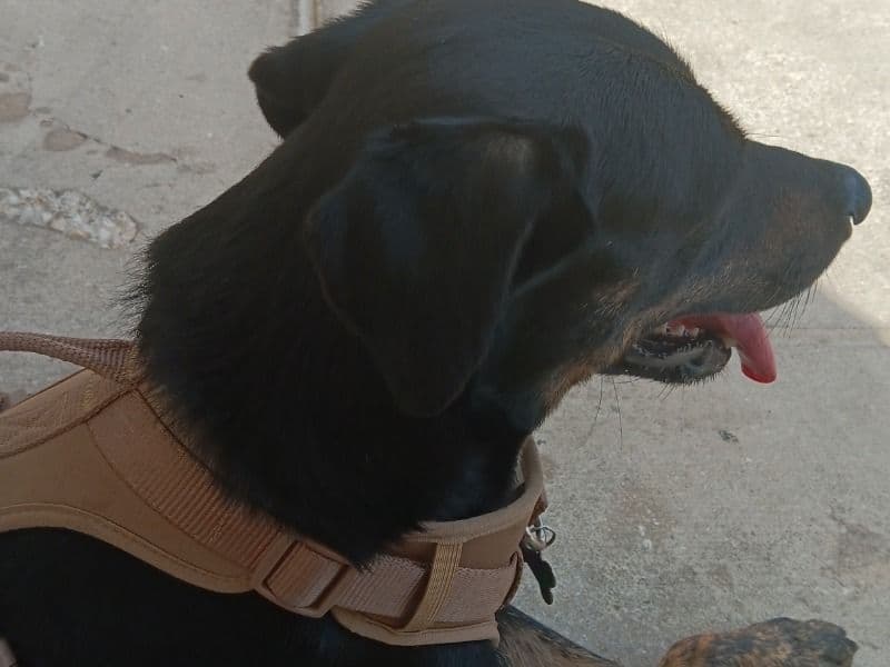 Australian Cattle Dog 2 years 10 months old male medium named Roccko for sale in Bexar County, Texas | Petmeetly