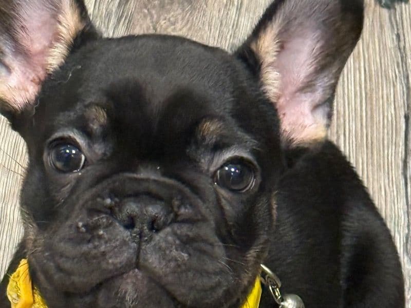 Peanut primary photo