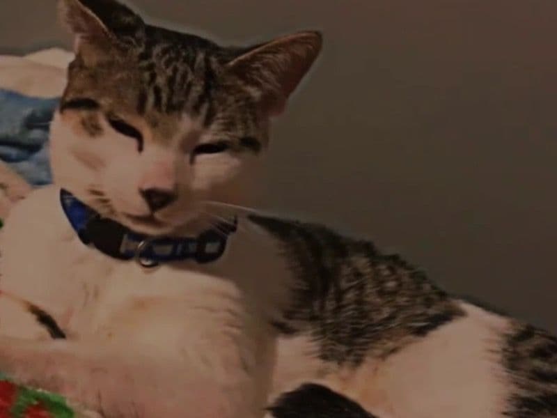 Calico 8 months old male named No Name for sale in Hamilton, Ontario | Petmeetly