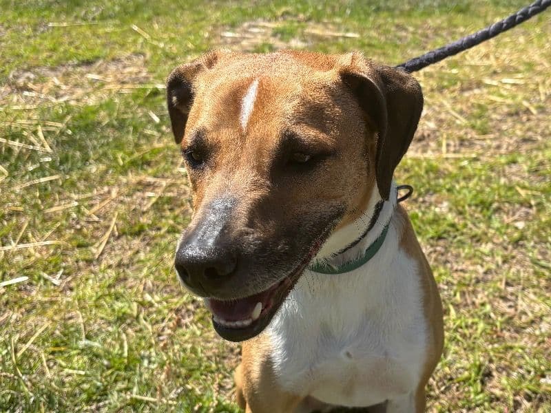 Jack Russell Terrier 4 years 2 months old male medium named Arlo for adoption in New Hanover County, North Carolina | Petmeetly