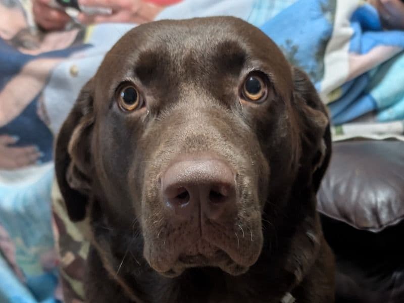 Lola primary photo