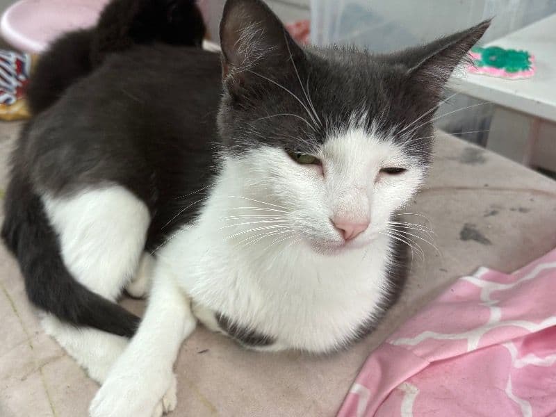 Mishu primary photo
