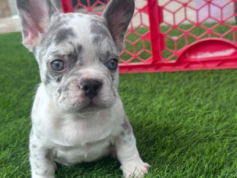French Bulldog 3 months old male small named Armani for sale in Los Angeles County, California | Petmeetly
