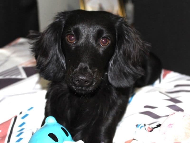 Milo primary photo