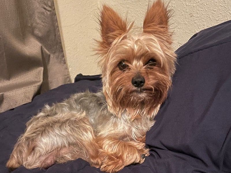 Whiskey primary photo