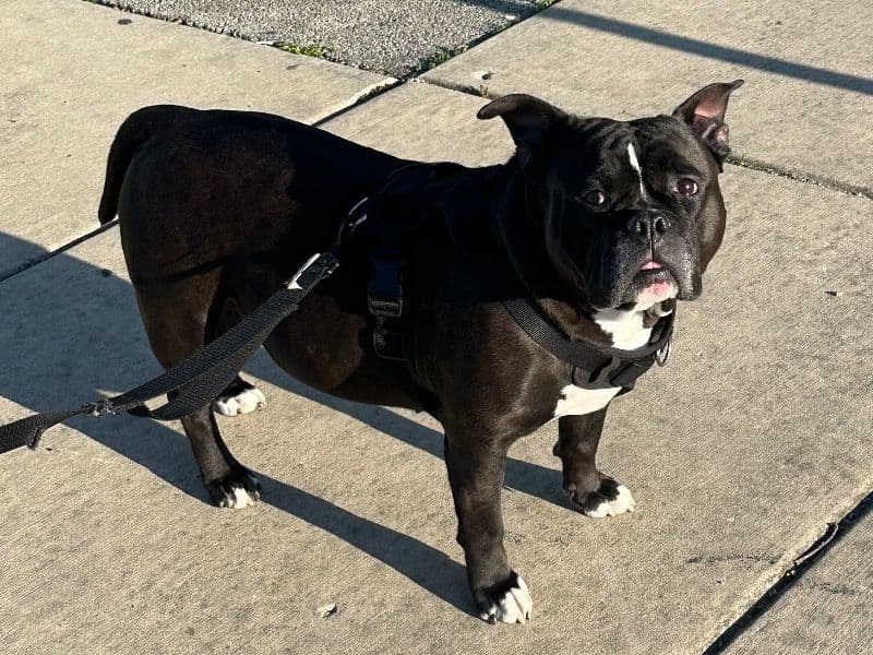 Rocco primary photo