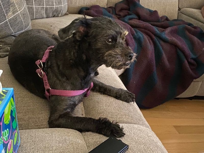 Puppers primary photo