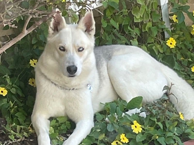 Loki primary photo