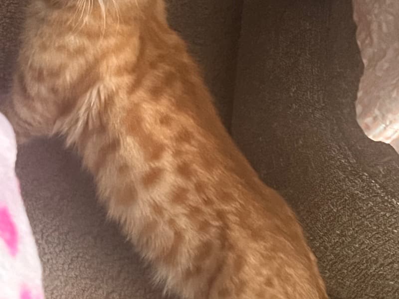 Bengal Mix Kitten primary photo