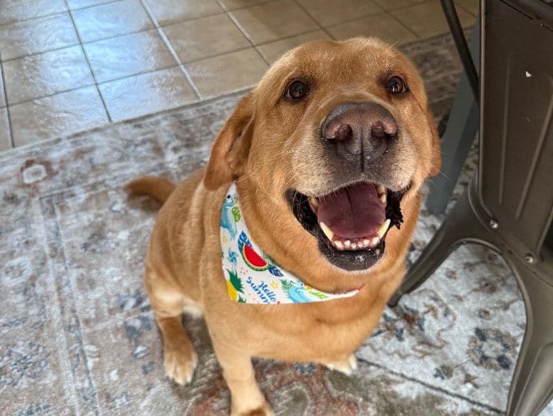 Labrador Retriever 7 years old male large named Banks for sale in Columbia County, Georgia | Petmeetly