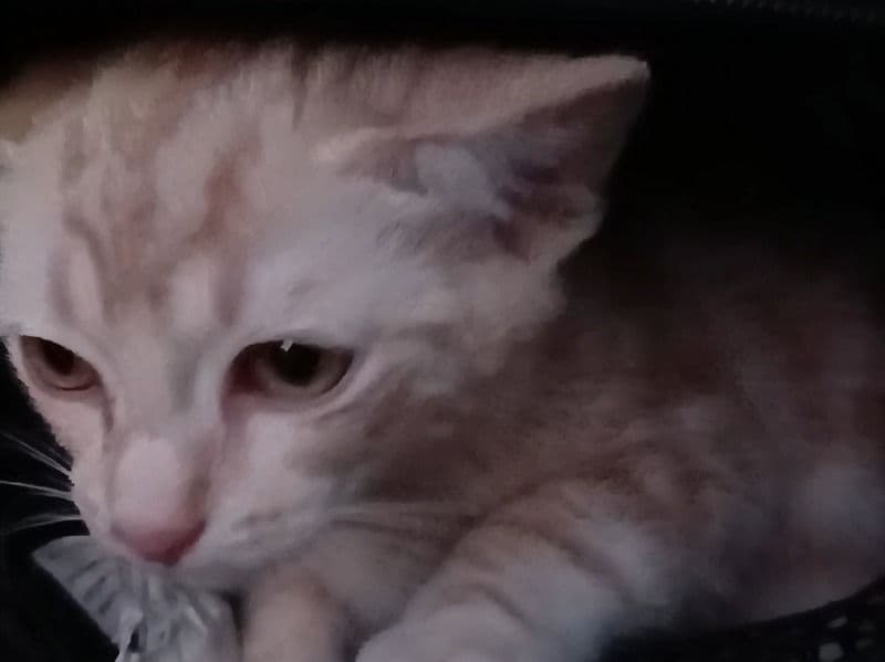 Munchkin 7 months old female named No Name for sale in Fairfield City Council, New South Wales | Petmeetly