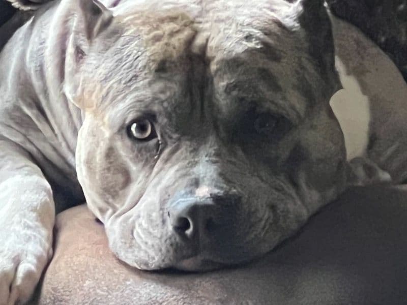 Sarge primary photo