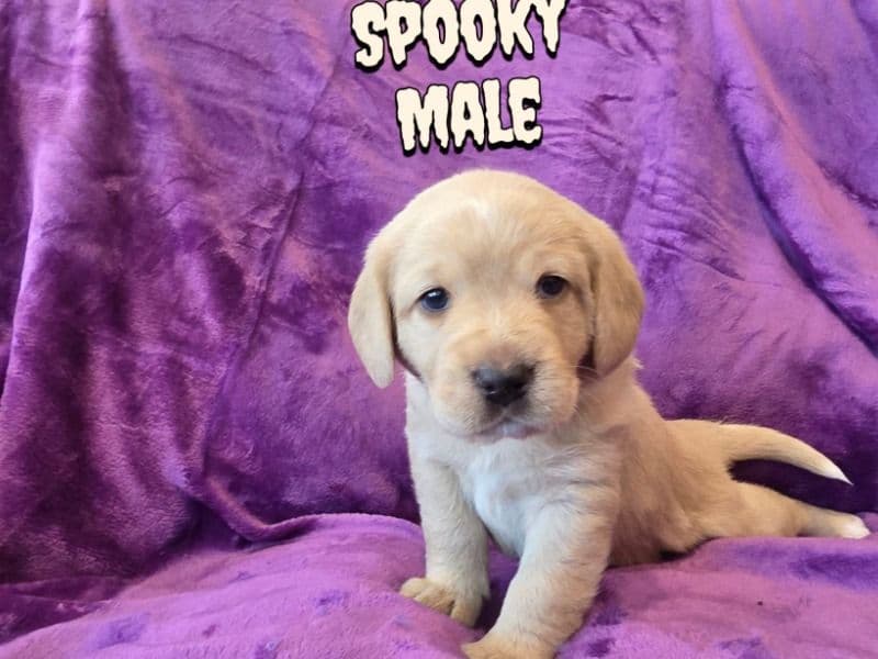 Labradoodle 4 months old male medium named Spooky for sale in Adams County, Colorado | Petmeetly