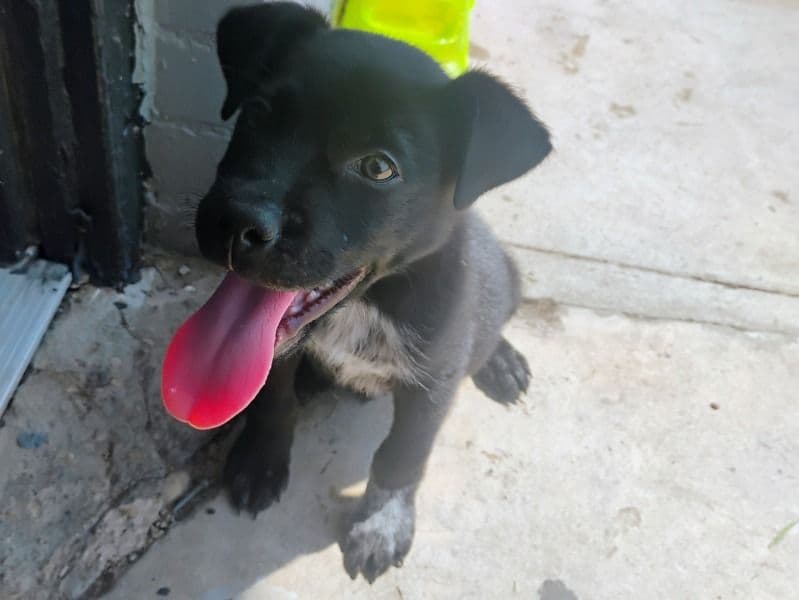 Texas Heeler 5 months old male small named Buddy for sale in Tarrant County, Texas | Petmeetly