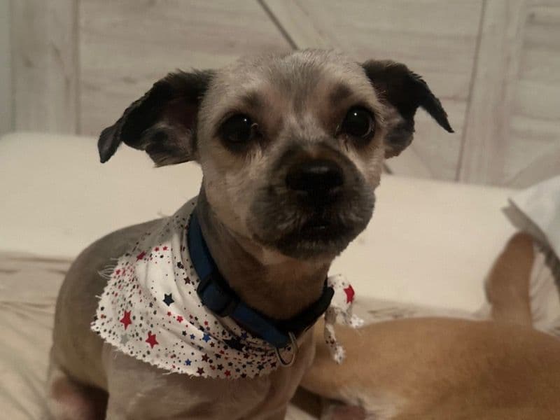 Harley primary photo