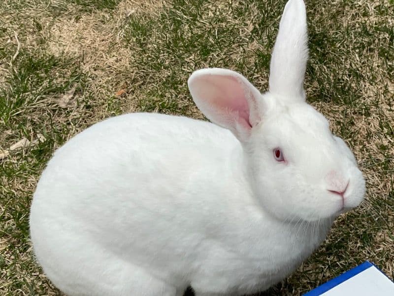 New Zealand 2 years 1 month old male named Belly for adoption in Grand Traverse County, Michigan | Petmeetly