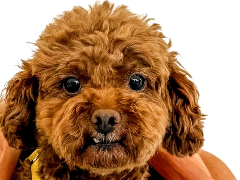 Leo Li primary photo