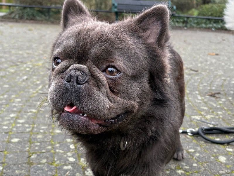 Benji primary photo