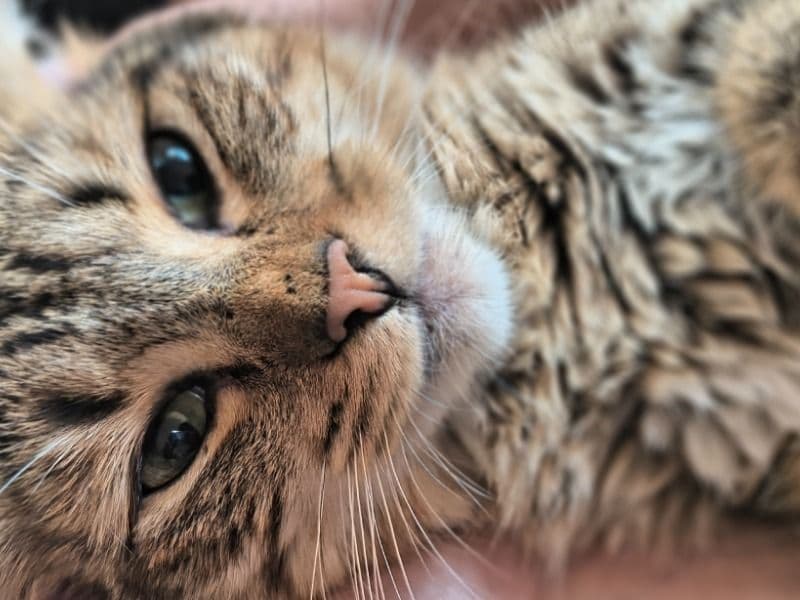 Lil Kitty primary photo