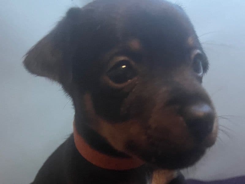 Orange Collar primary photo