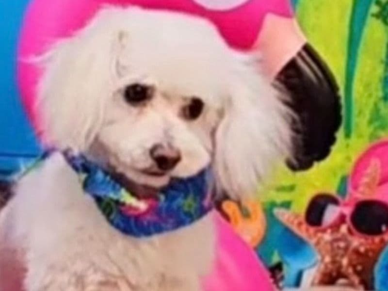 Coco primary photo