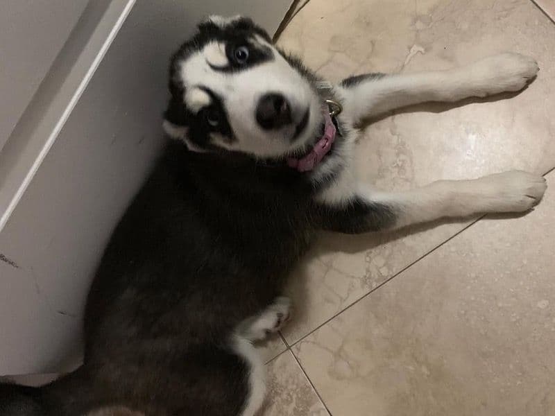 Luna primary photo