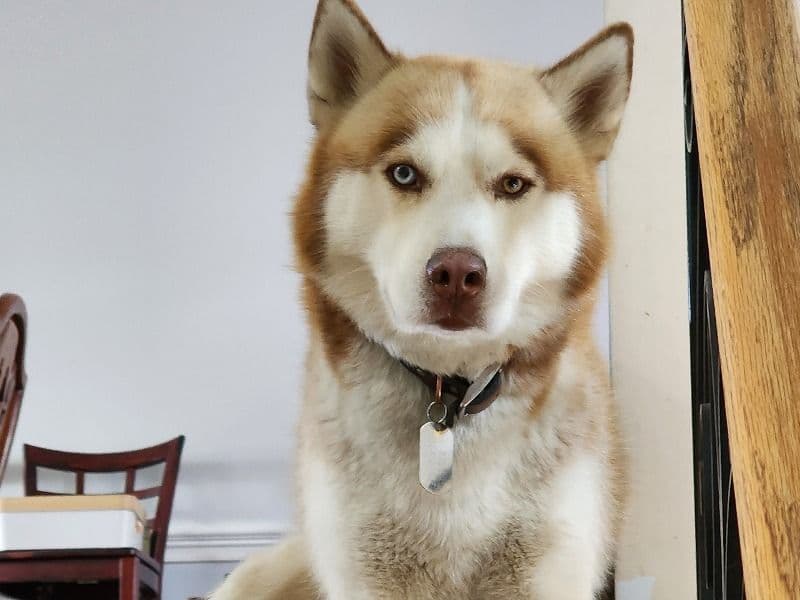 Kiba primary photo