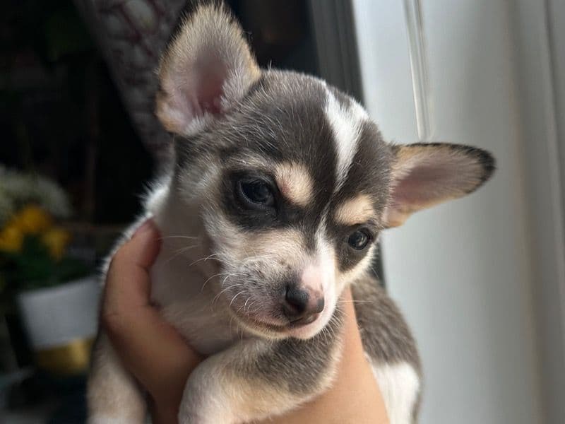 Jack Chi 6 months old female small named Pup for sale in Prince George's County, Maryland | Petmeetly