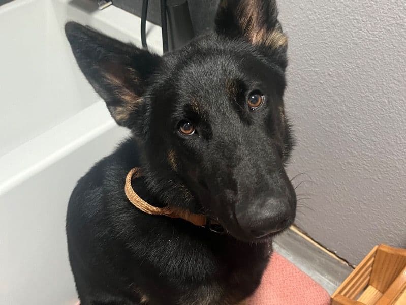 Black German Shepherd 1 year 10 months old male large named Bolt for breeding in Jefferson County, Ohio | Petmeetly