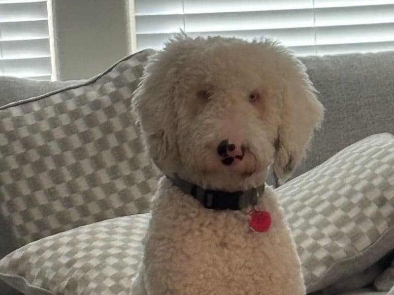 Saint Berdoodle 1 year 2 months old male medium named Maverick for adoption in Bernalillo County, New Mexico | Petmeetly