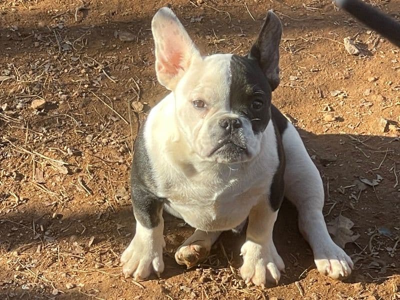American Bully 1 year 3 months old male small named Po for sale in Wake County, North Carolina | Petmeetly
