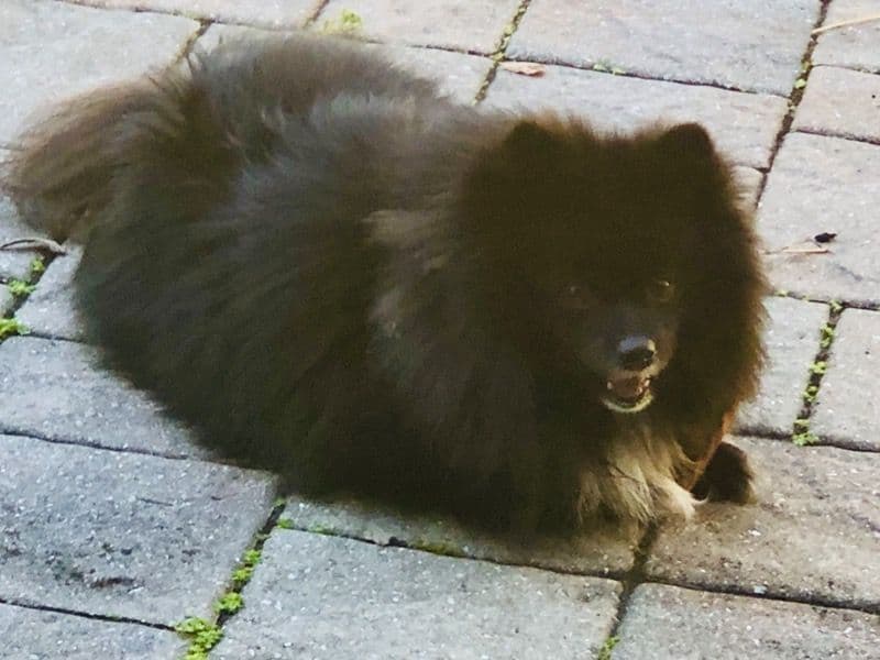 Blacky primary photo