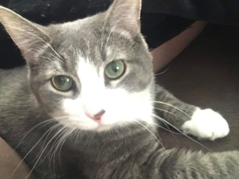 Gandalf primary photo