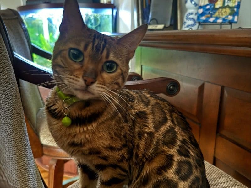 Mocha primary photo