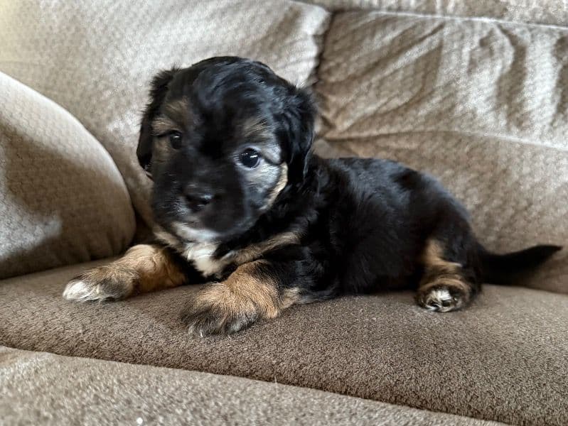 Maltipoo primary photo