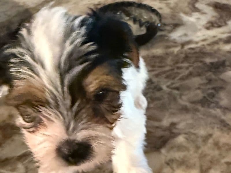 Party Yorkie primary photo