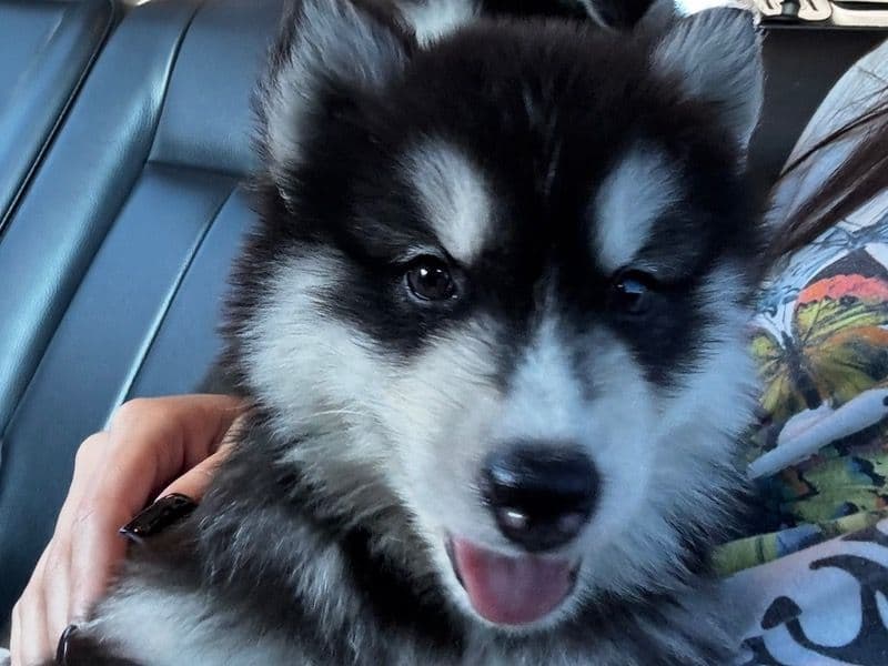 Koda primary photo