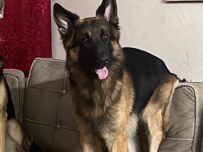 Black German Shepherd 4 years 6 months old male large named Romie for breeding in Gurgaon Division, Haryana | Petmeetly