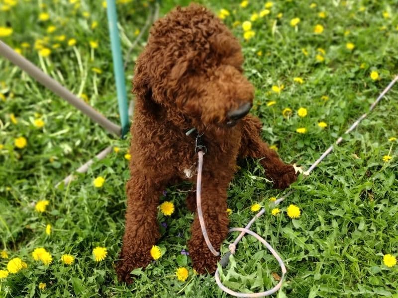Standard Poodle 1 year 5 months old male large named Phin for sale in Calumet County, Wisconsin | Petmeetly