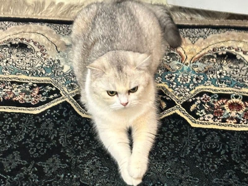 Nala primary photo