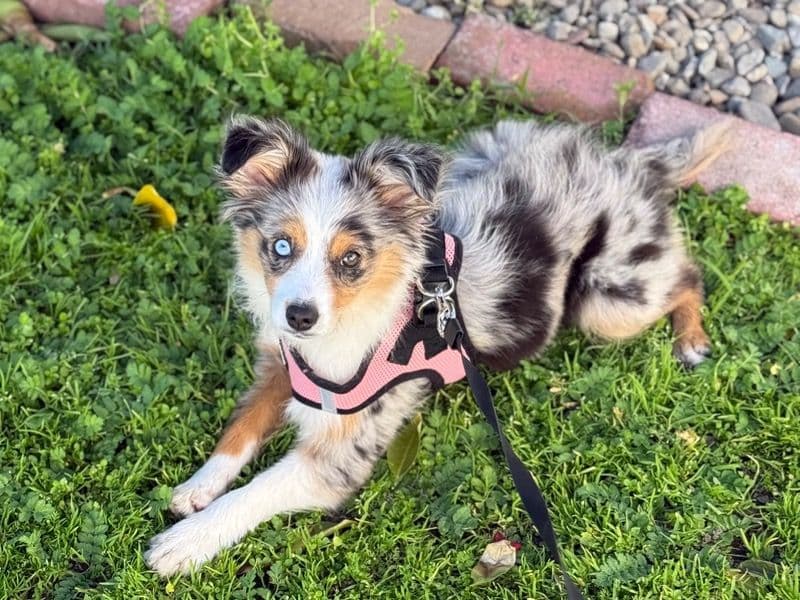 Coco primary photo
