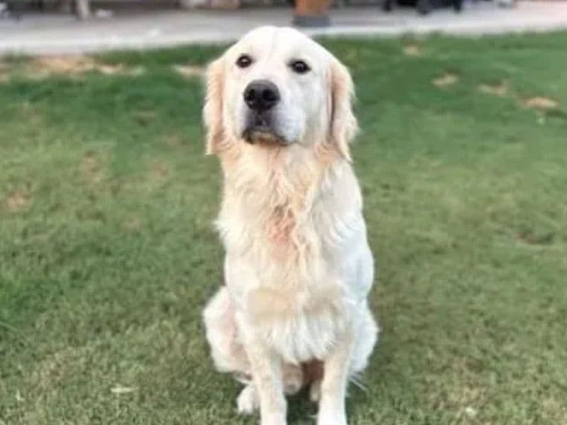 Golden Retriever 3 years 4 months old male large named Bomber for breeding in Parker County, Texas | Petmeetly