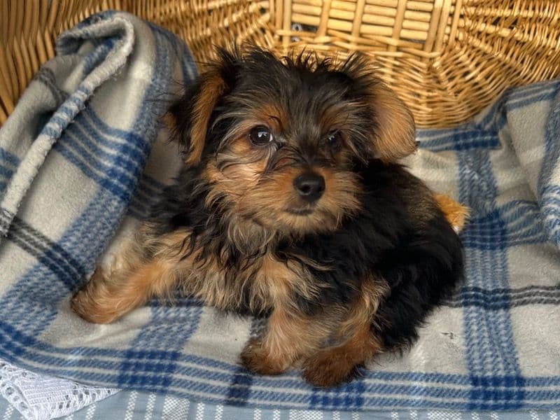 Yorkshire Terrier 6 months old male small named Bruce for sale in Knox County, Tennessee | Petmeetly