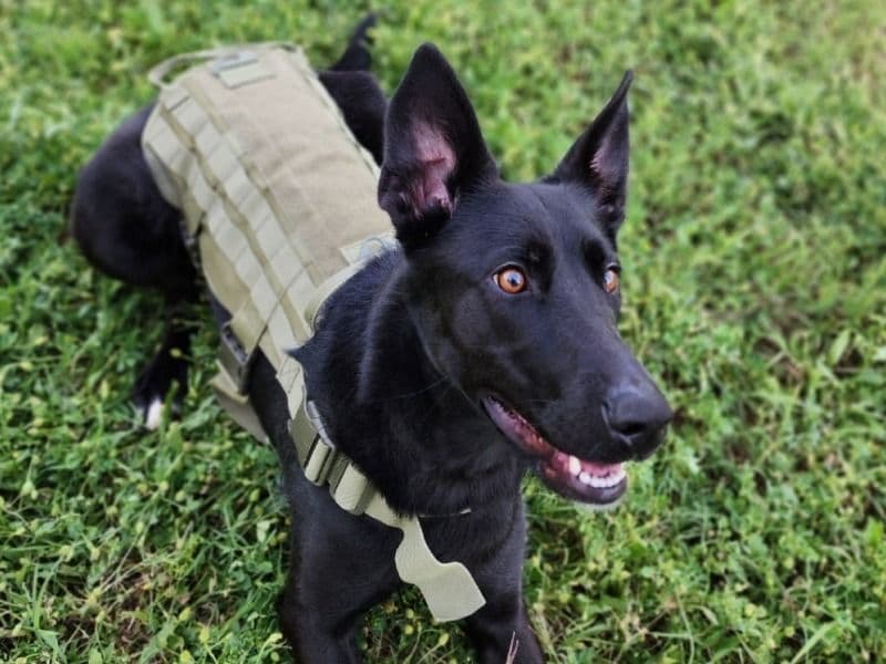 Belgian Shepherd 4 years 2 months old female medium named Onyx for sale in San Bernardino County, California | Petmeetly