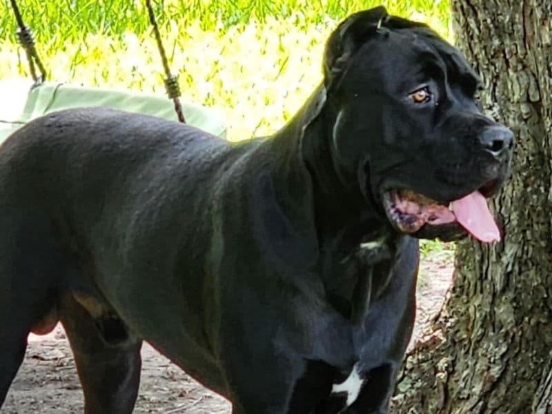 Sarge primary photo