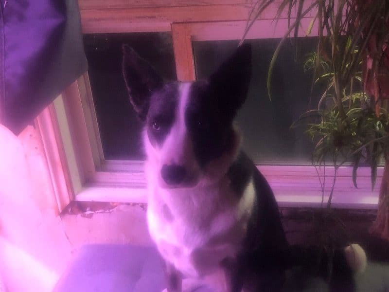 Trixie primary photo