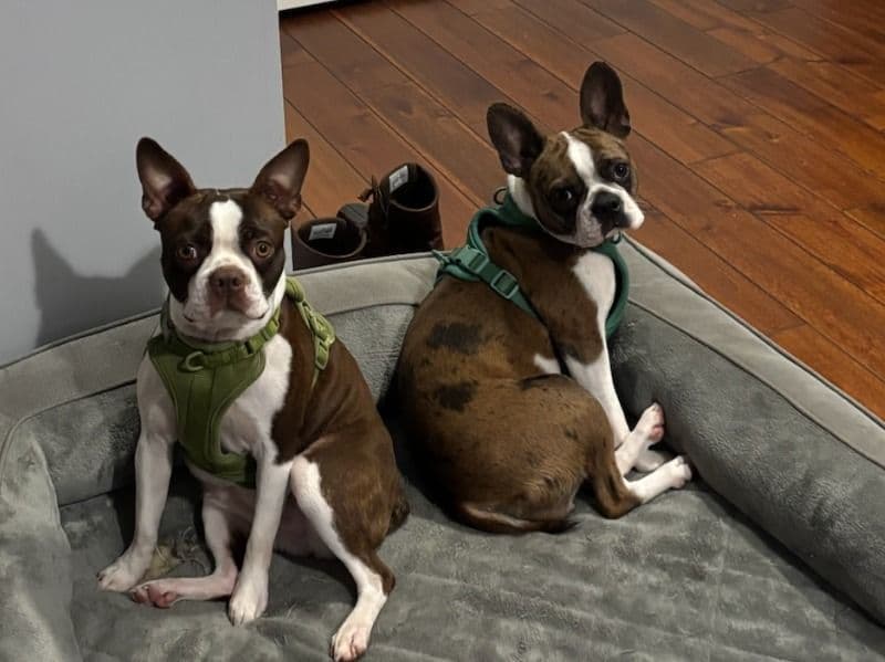 Kimber & Koko primary photo