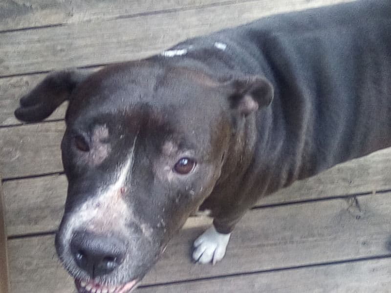 American PitBull Terrier 2 years 9 months old female large named Nala for adoption in Chouteau, Oklahoma | Petmeetly